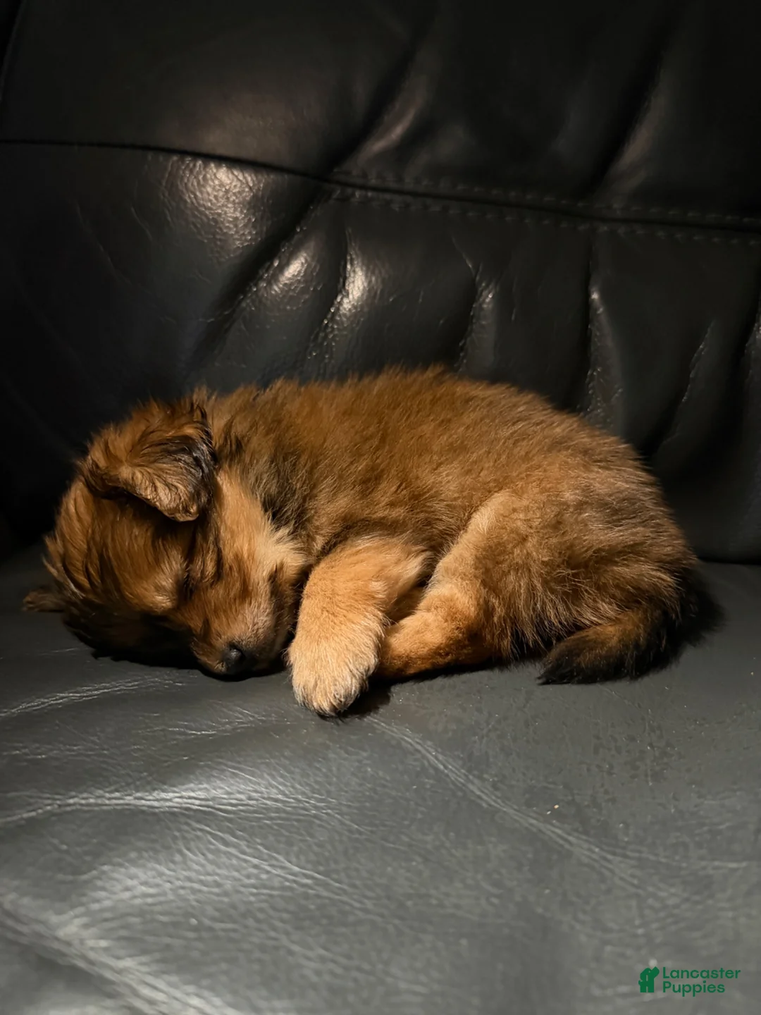 Mixed Breed dogs for sale: Male Puppy 1 - Ad 2