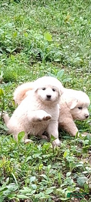 Great Pyrenees dogs Great Pyrenees 4 - Ad 31