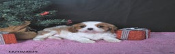 Cavalier King Charles Spaniel dogs for sale: Ellie CHAMPION BLOODLINES - Ad 5