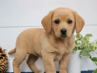 Mixed Breed dogs Ashley - Ad 1