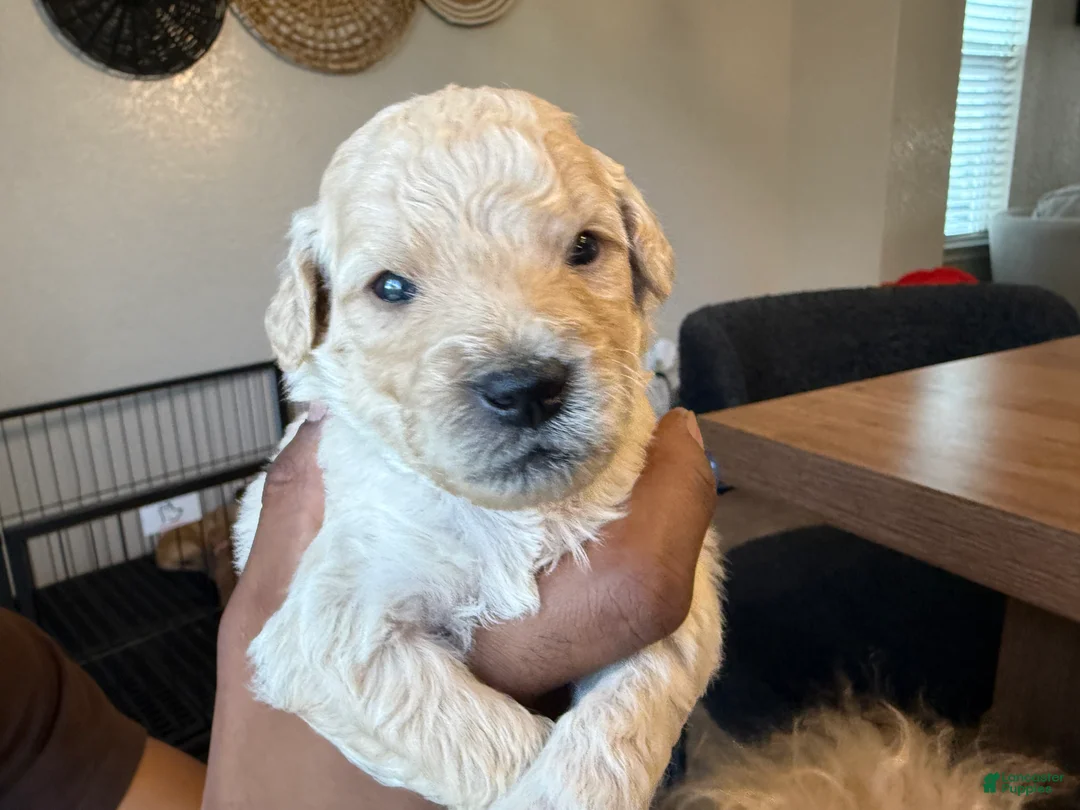 Mini Goldendoodle dogs for sale: Armani - Ad 1
