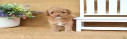 Cavapoo dogs for sale: Rosie - Ad 4
