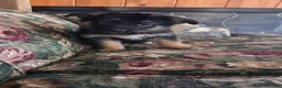 German Shepherd dogs for sale: Ellie  - Ad 11