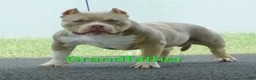 American Bully dogs for sale: American Bully Puppy 4 - Ad 10