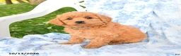 Miniature Labradoodle dogs for sale: Crumpet - Ad 3