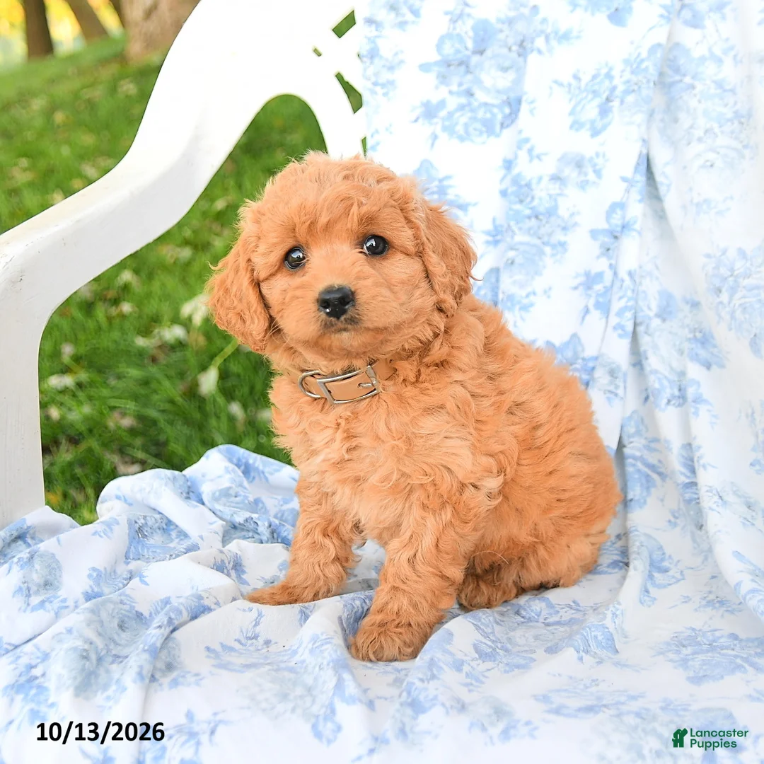 Miniature Labradoodle dogs for sale: Crumpet - Ad 3