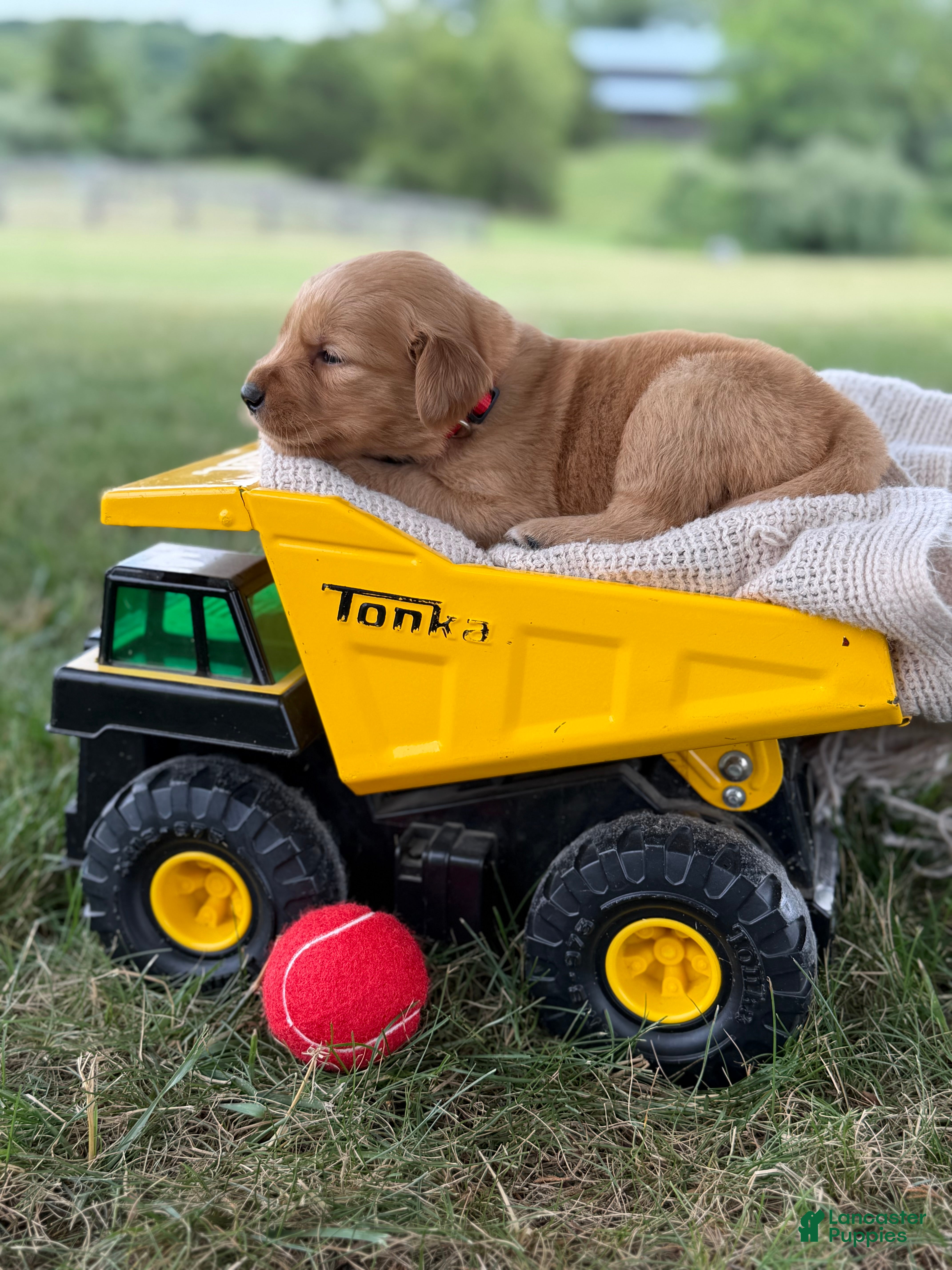 Golden Retriever dogs Jackson - Ad 2