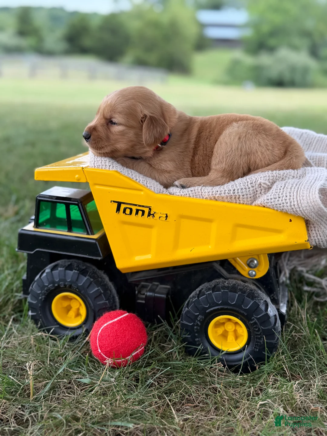 Golden Retriever dogs for sale: Jackson - Ad 2