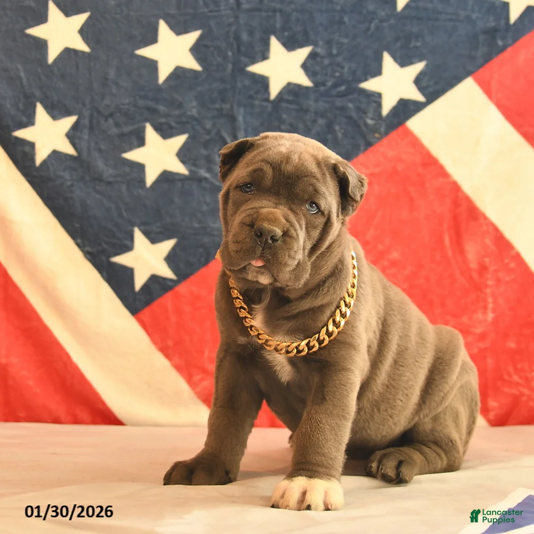 Cane Corso dogs for sale: Ivy  - Ad 2