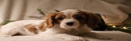 Cavalier King Charles Spaniel dogs for sale: Leo - Ad 2