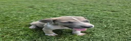 Great Dane dogs for sale: Arya - Ad 5
