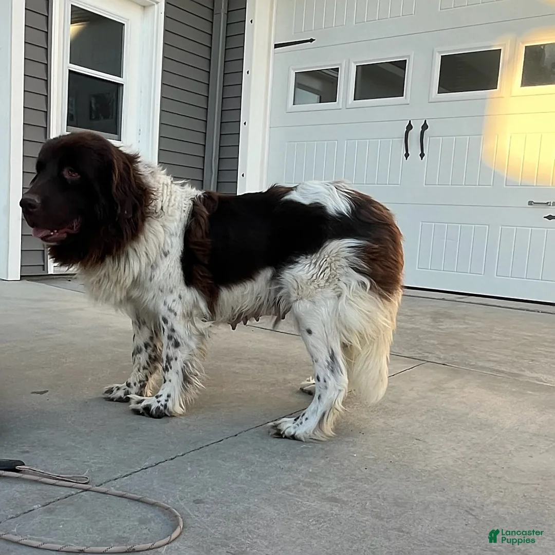 Newfoundland dogs for sale: Gunner  - Ad 15
