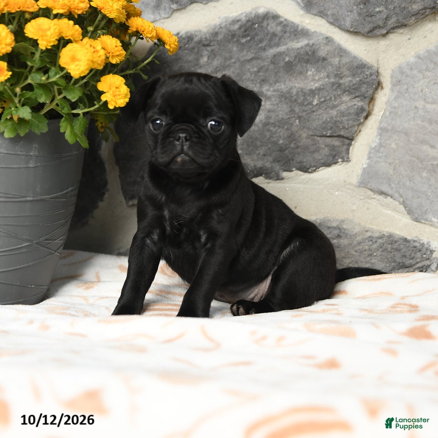 Pug dogs Muffin - Ad 1