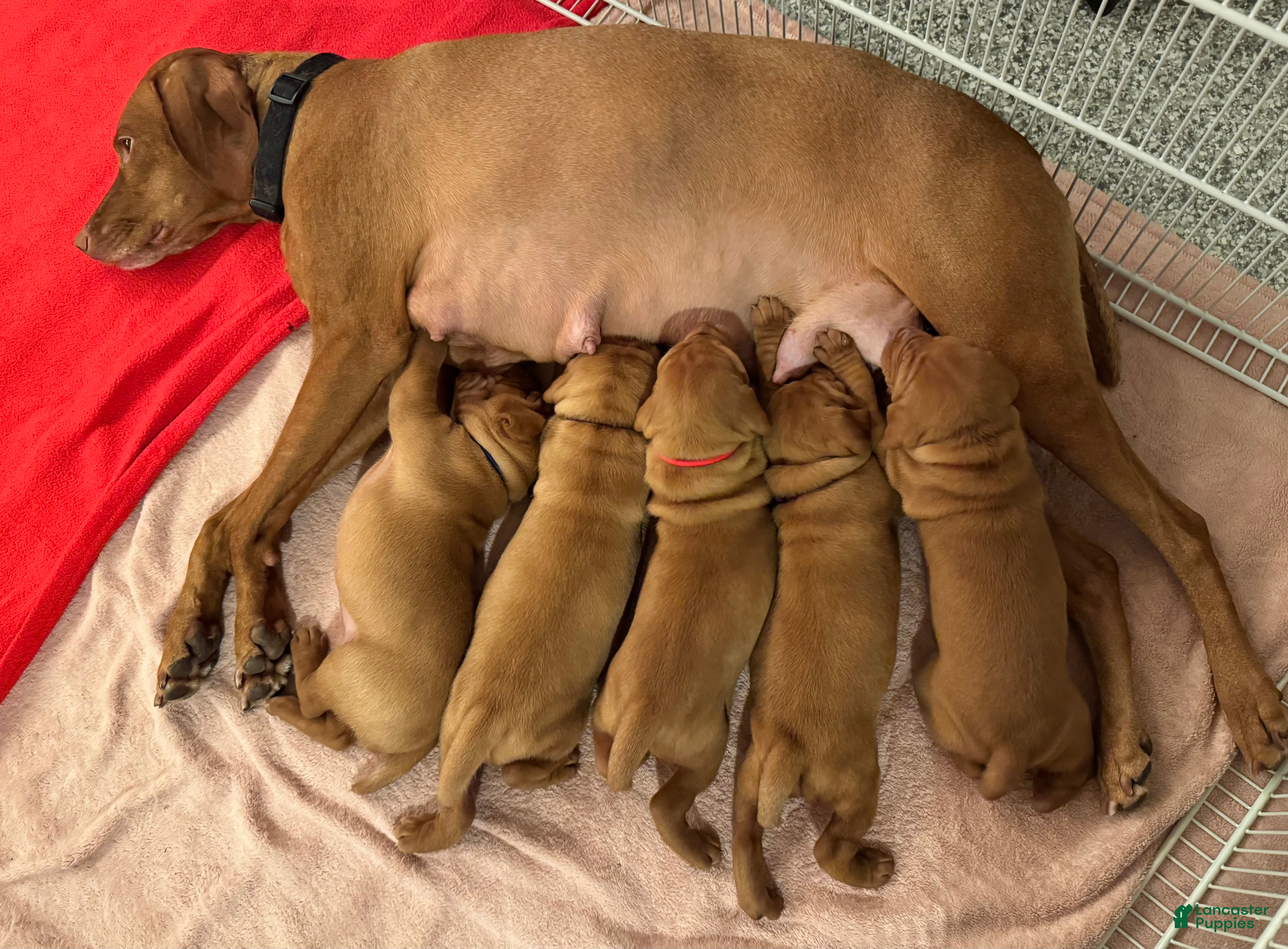 Vizsla dogs Vizsla 2 - Ad 1