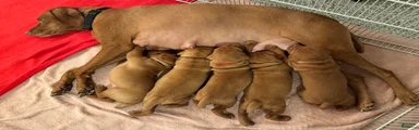 Vizsla 2