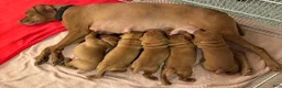 Vizsla dogs for sale: Vizsla 2 - Ad 1