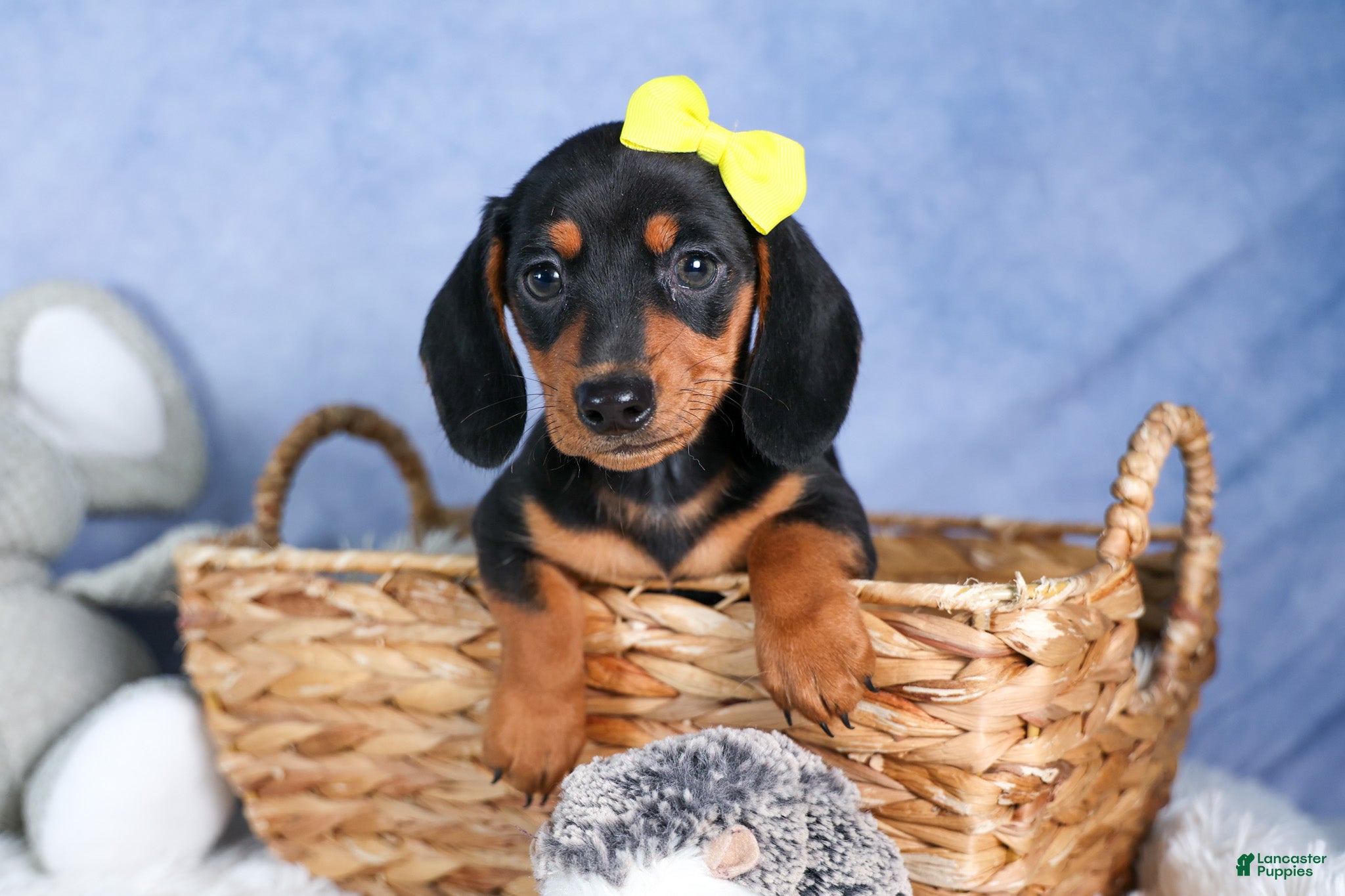 Miniature Dachshund dogs 🐾 MEET VANCE 🐶❤️ - Ad 1