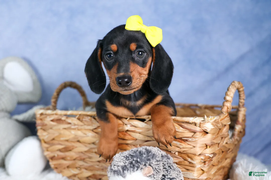 Miniature Dachshund dogs for sale: 🐾 MEET VANCE 🐶❤️ - Ad 1