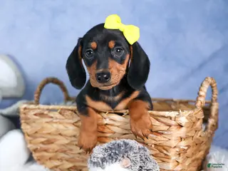Miniature Dachshund dogs for sale: 🐾 MEET VANCE 🐶❤️ - Ad 3