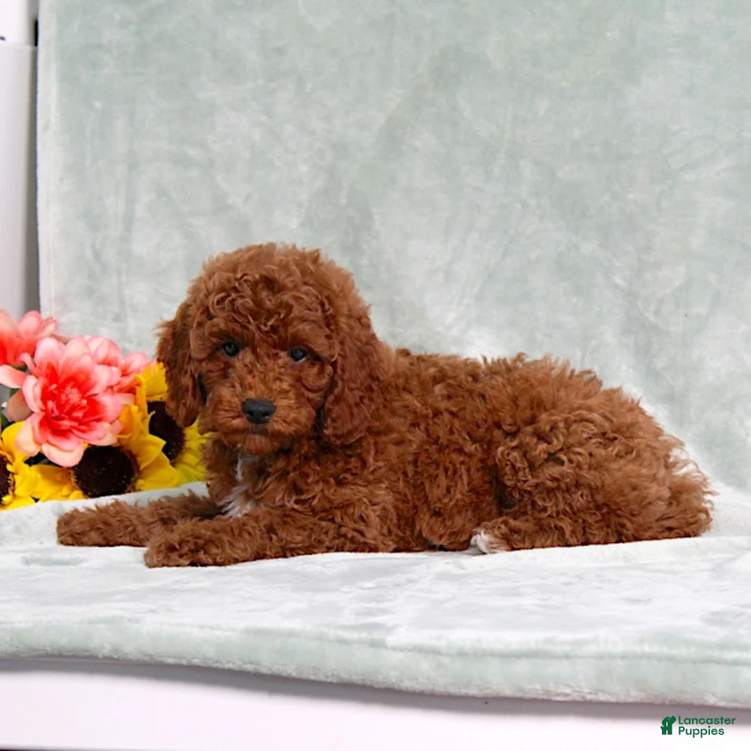 Miniature Poodle dogs for sale: Louie - Ad 1