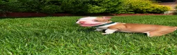 Boston Terrier dogs for sale: Max - Ad 8