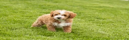 Mini Goldendoodle dogs for sale: Tucker  - Ad 4