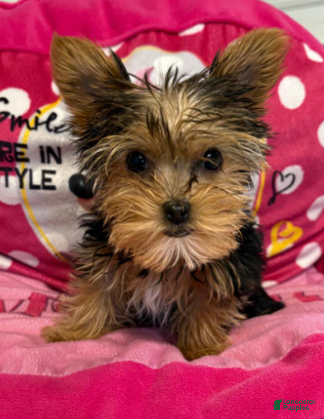 Yorkshire Terrier dogs for sale: Rob - Yorkshire Terrier Puppy 1 - Ad 2
