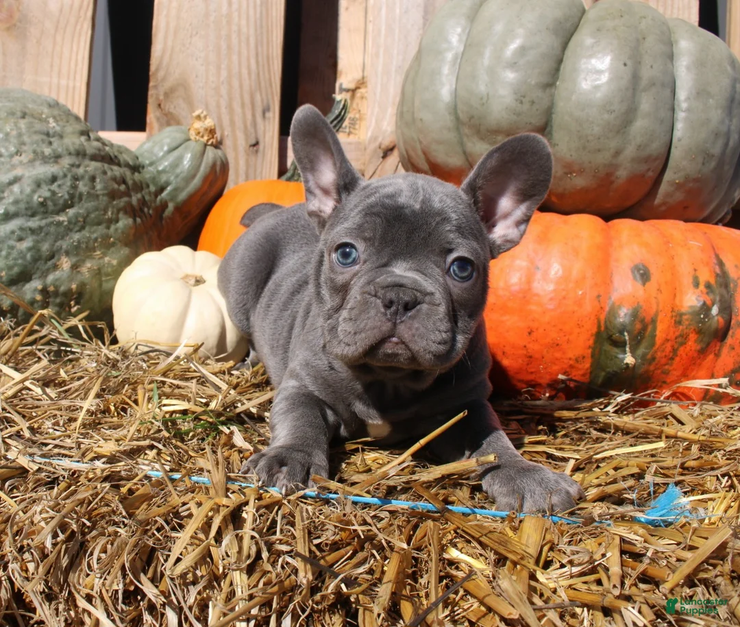 Mixed Breed dogs for sale: Teddy - Ad 1