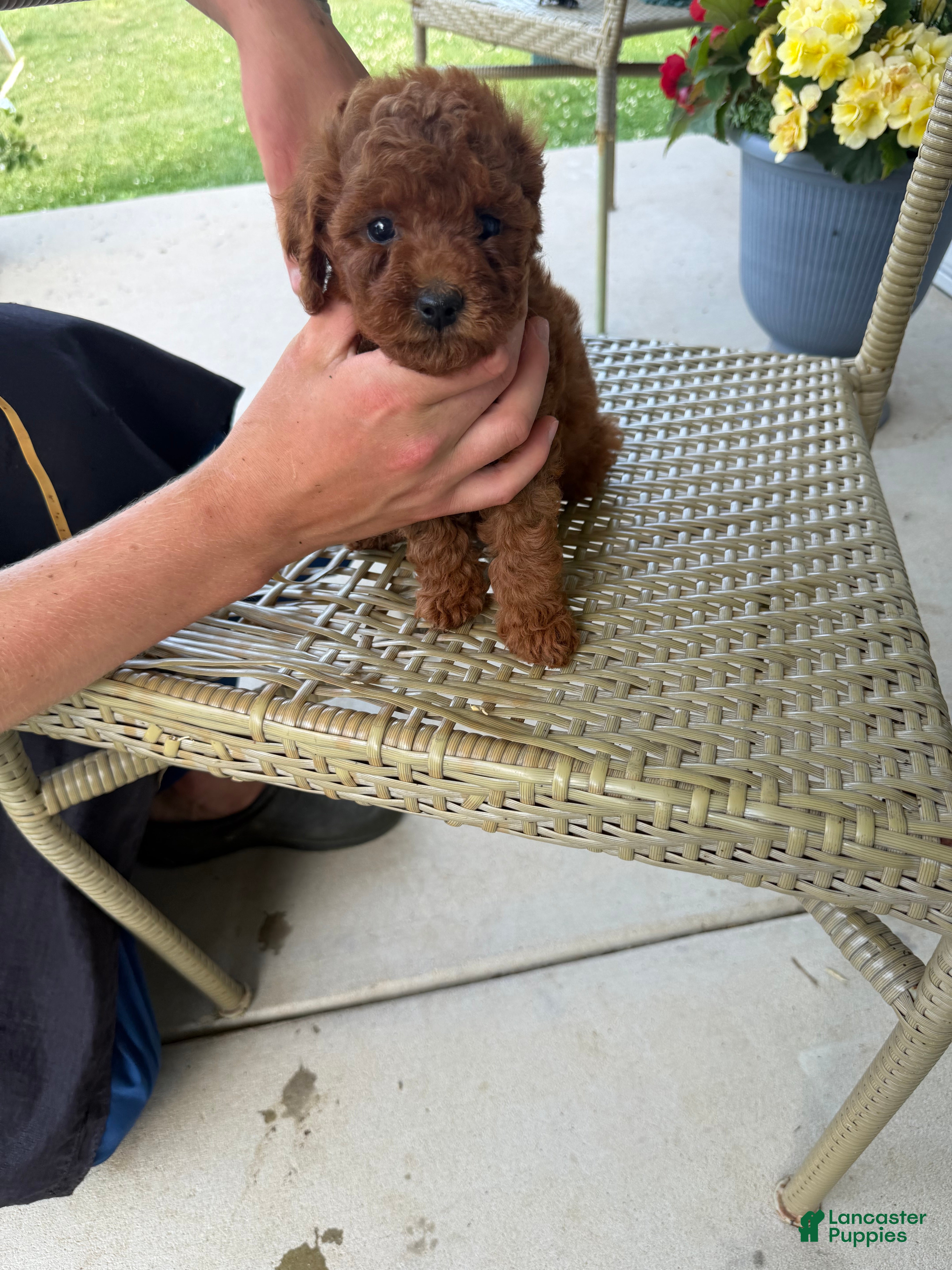 Toy Poodle dogs Toy poodle  - Ad 7