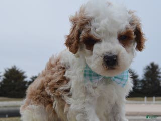 Cavapoo dogs Charlie - Ad 36
