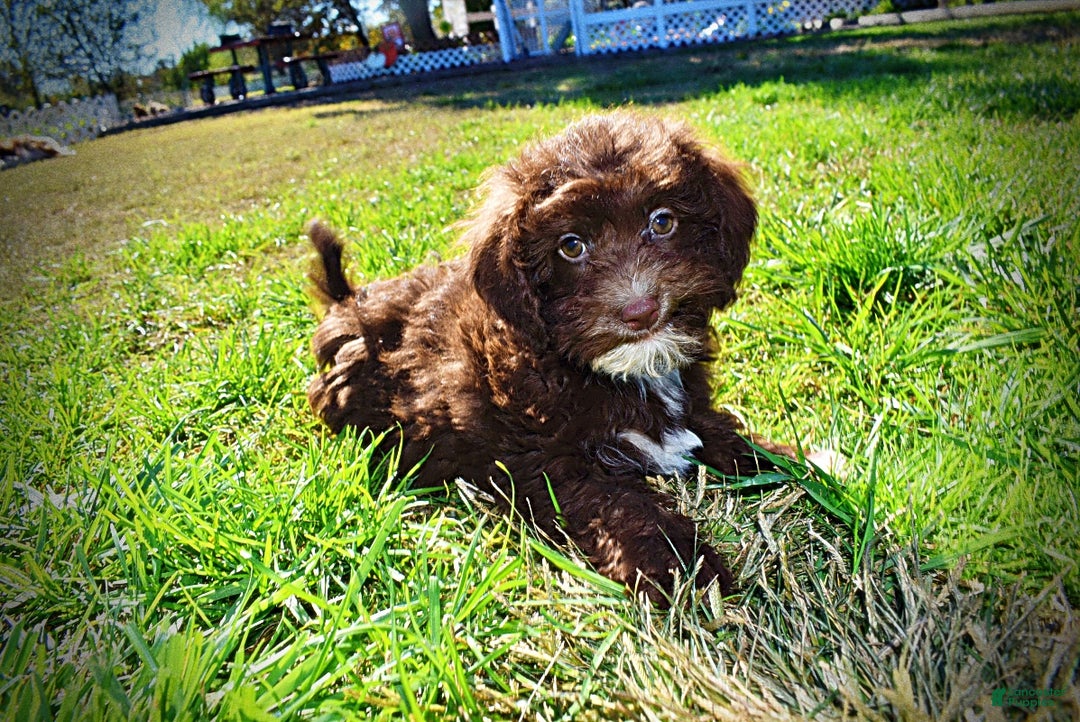 Havapoo dogs for sale: Gonzo  - Ad 12