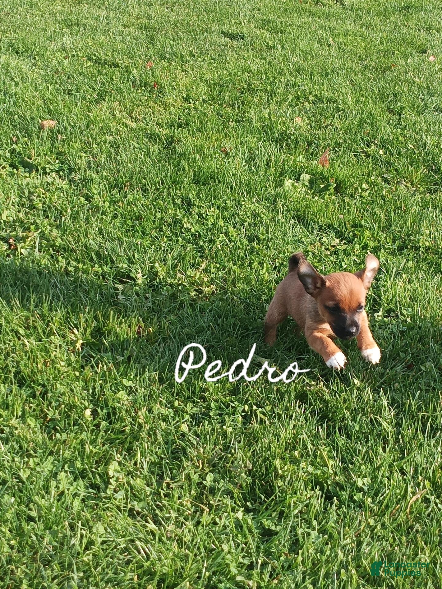 Chihuahua dogs for sale: Chihuahua 2 - Ad 1