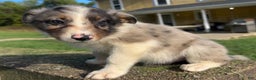 Australian Shepherd dogs for sale: Ruth - Ad 5
