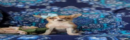 Chihuahua dogs for sale: Amelia 6 lbs Full Grown - Ad 4