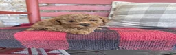 Mixed Breed dogs for sale: Toby - Ad 4