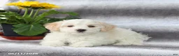 Maltipoo dogs for sale: Scout - Ad 1