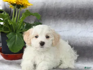 Maltipoo dogs for sale: Scout - Ad 1