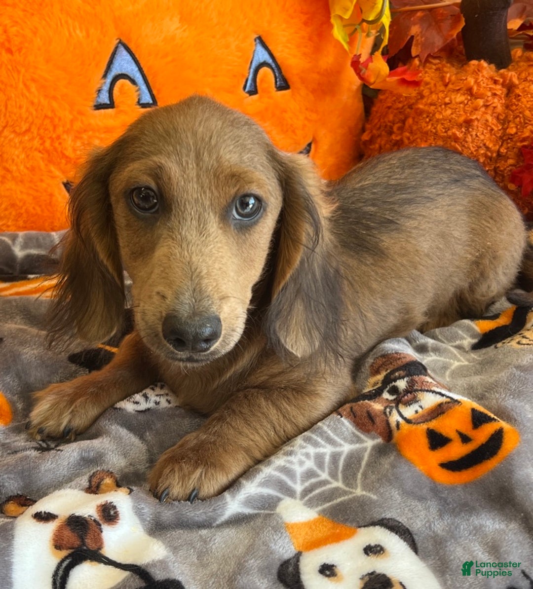 Dachshund dogs for sale: Bubba - Ad 3