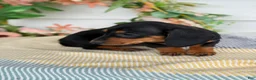 Miniature Dachshund dogs for sale: Janie - Ad 6