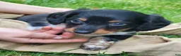 Miniature Dachshund dogs for sale: James - Ad 3