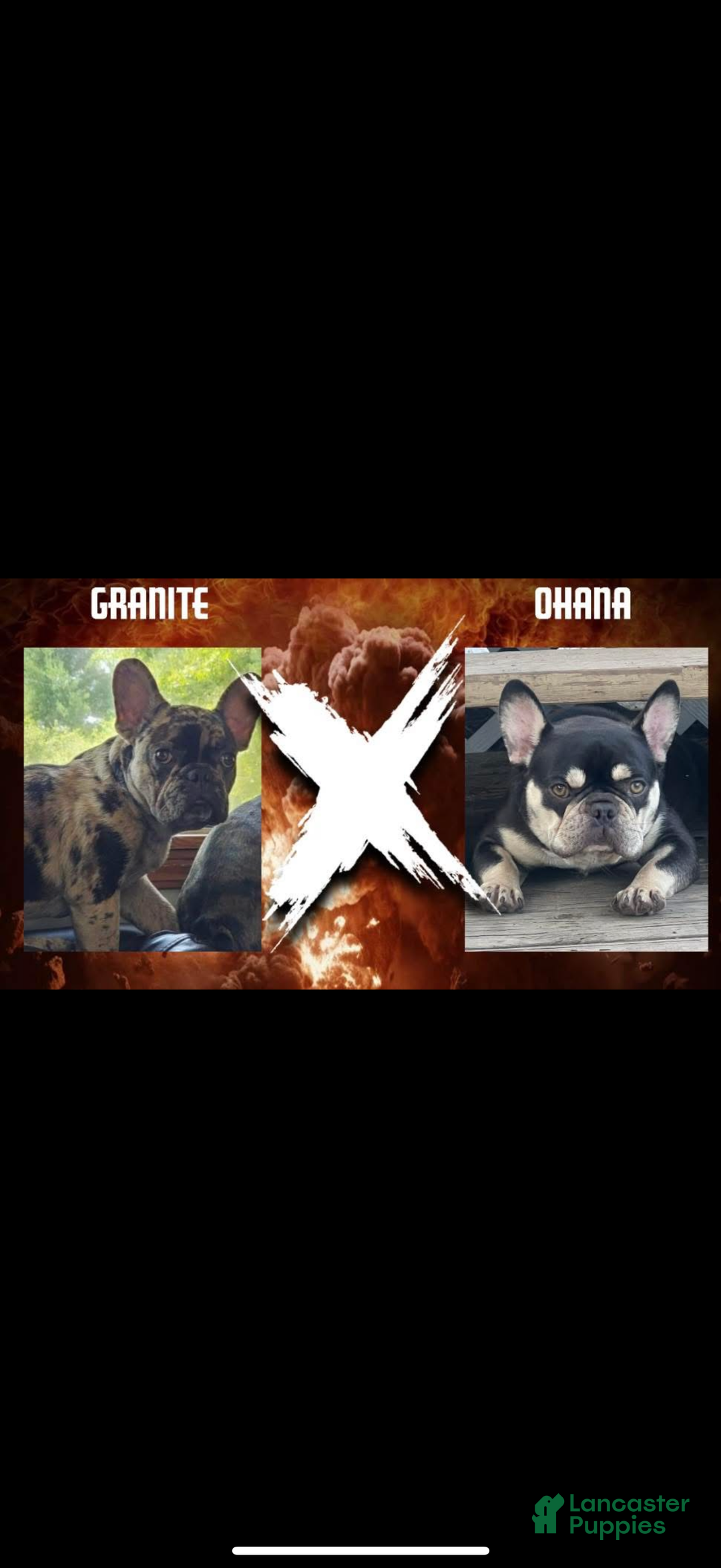 French Bulldog dogs for sale: French Bulldog Puppy 1 - Ad 2