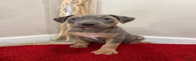 American Bully Puppy 3
