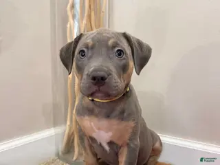 American Bully dogs American Bully Puppy 3 - Ad 41