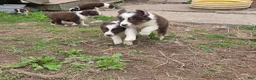 Australian Shepherd dogs for sale: Australian Shepherd Puppy 5 - Ad 7