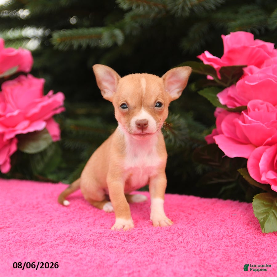 Chihuahua dogs Twix - Ad 2