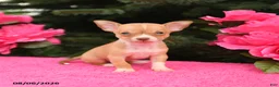 Chihuahua dogs for sale: Twix - Ad 2