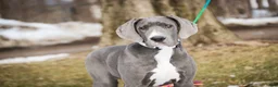 Great Dane dogs for sale: Liberty - Ad 2