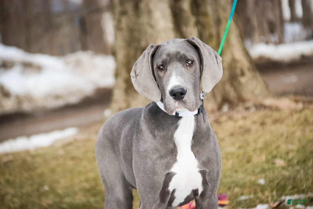 Great Dane dogs for sale: Liberty - Ad 2