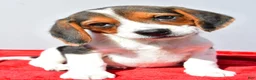 Beagle dogs for sale: Duke - Ad 6