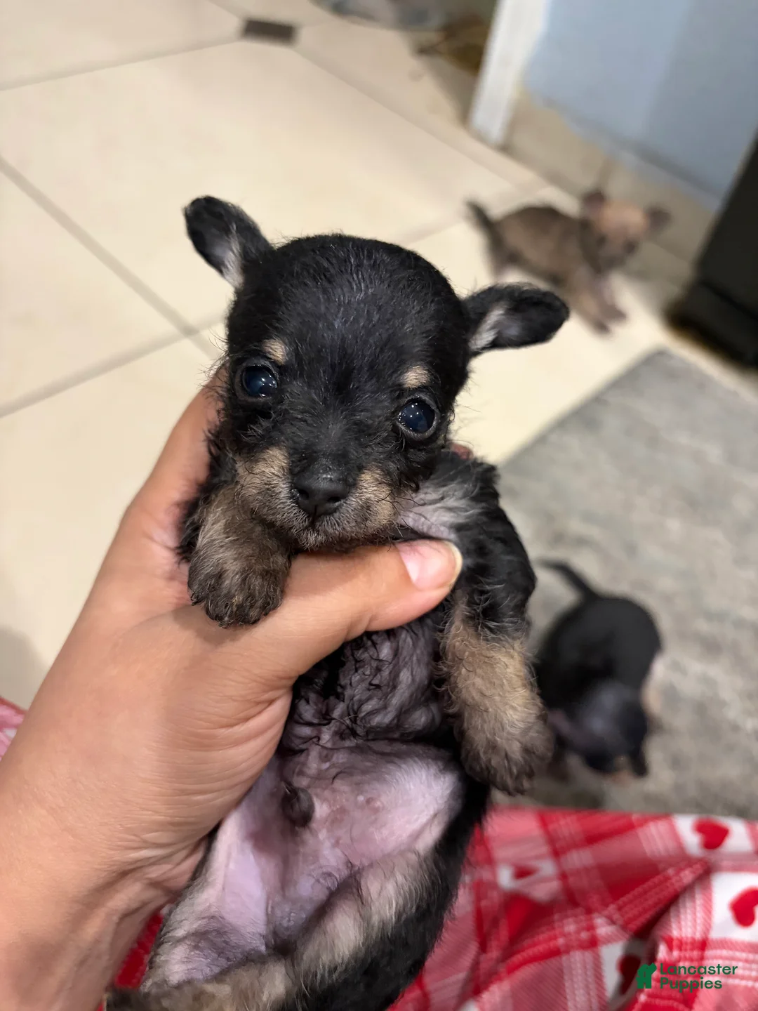 Chorkie dogs for sale: Chorkie 1 - Ad 2
